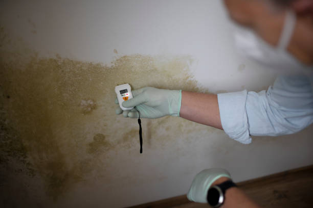 Best Mold Removal Process  in USA